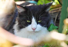 黒白ねこ