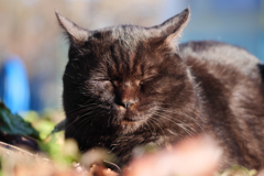黒猫
