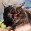 黒猫