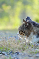 キジトラ白ねこ