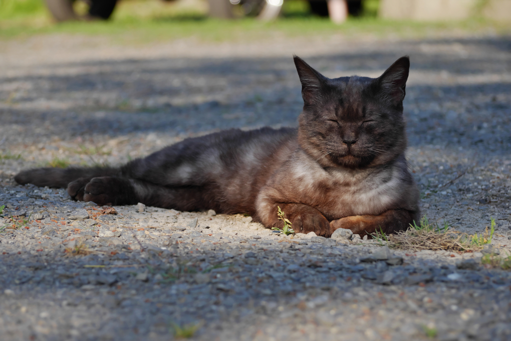 黒猫