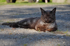 黒猫