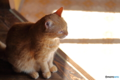 茶トラ猫
