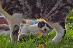 覗く白黒猫