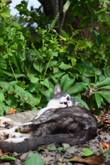 黒白ねこ よだれが