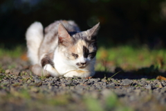 三毛猫