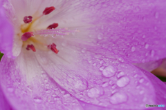紫花