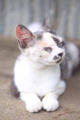 ミケ猫