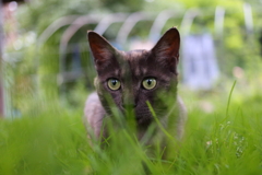 黒猫