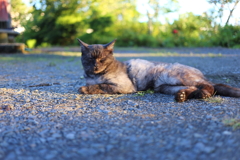 黒猫