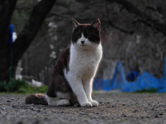 白黒猫