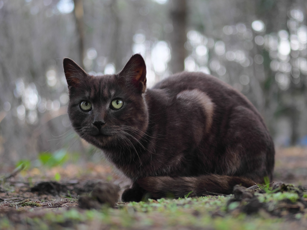 白黒猫