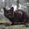 白黒猫