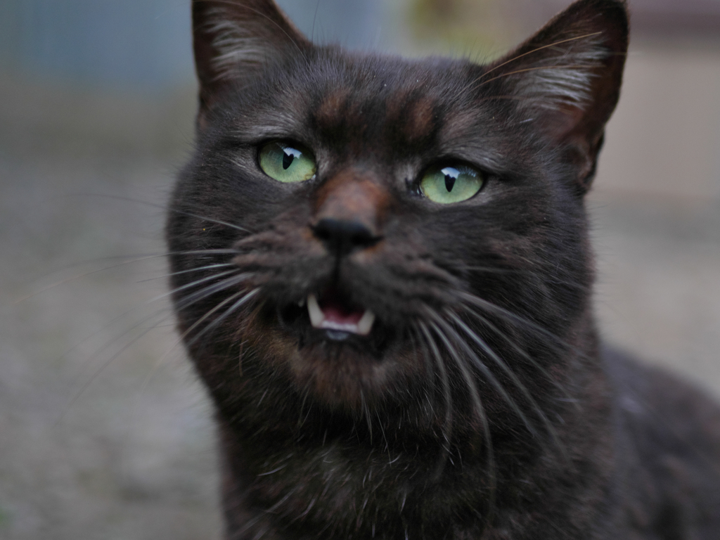 黒猫