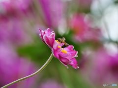 花と昆虫