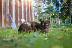 黒猫