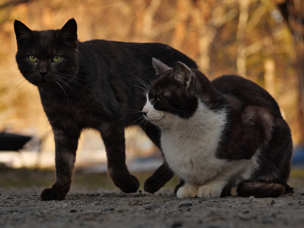 黒猫 白黒猫 by moya2 （ID：12311884） - 写真共有サイト:PHOTOHITO
