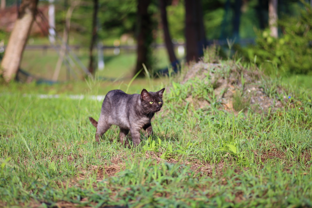 黒猫さんぽ