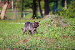 黒猫さんぽ