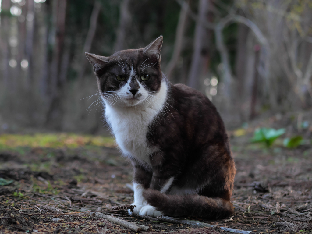 白黒猫 