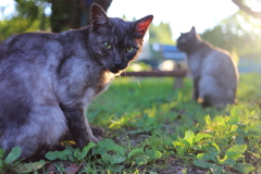 黒猫