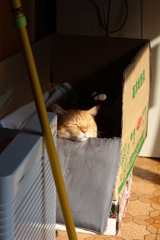 茶トラ猫