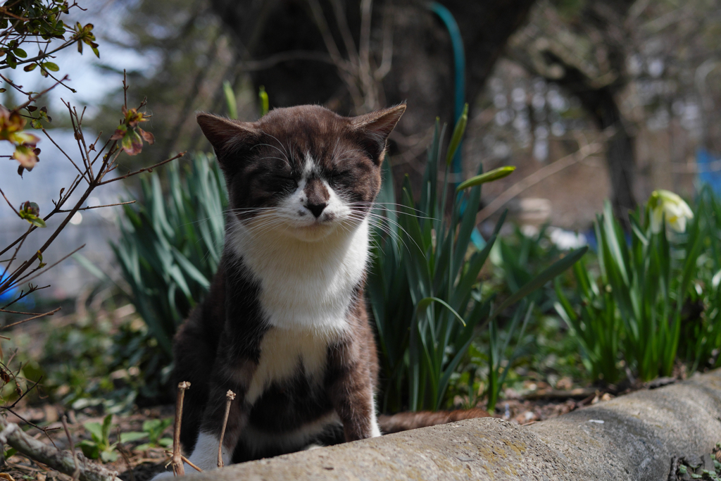 白黒猫