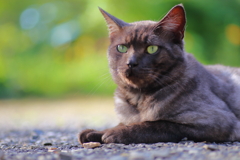 黒猫