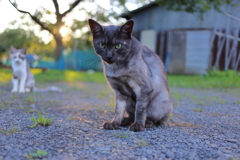 黒猫