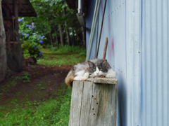 まるた猫
