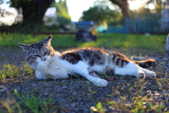 キジトラ白猫