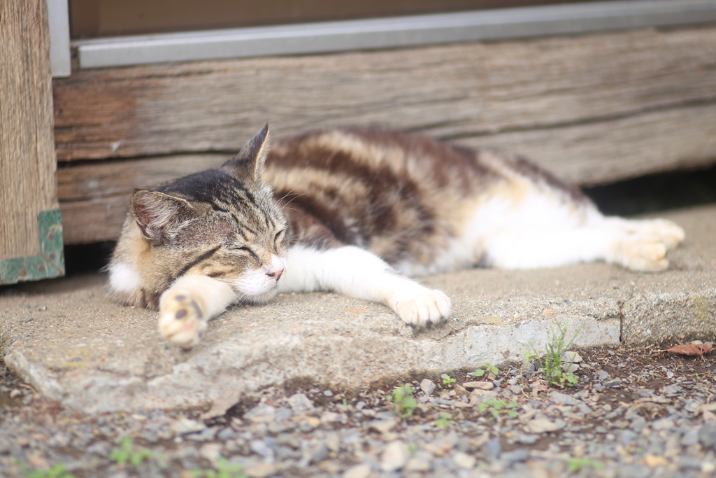キジトラ猫