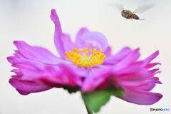 花と昆虫