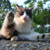 白黒猫