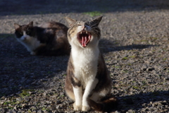 茶トラのあくび