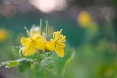 黄色の花