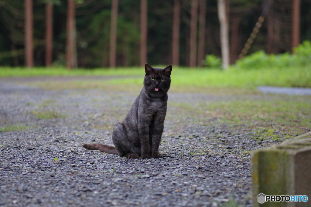 黒猫べー
