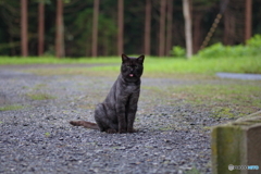 黒猫べー