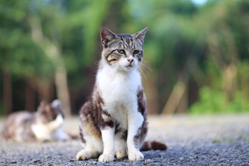 キジトラ猫