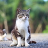 キジトラ猫
