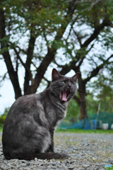 黒猫