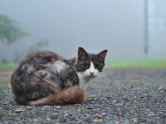 霧の黒白猫