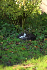 黒白ねこ
