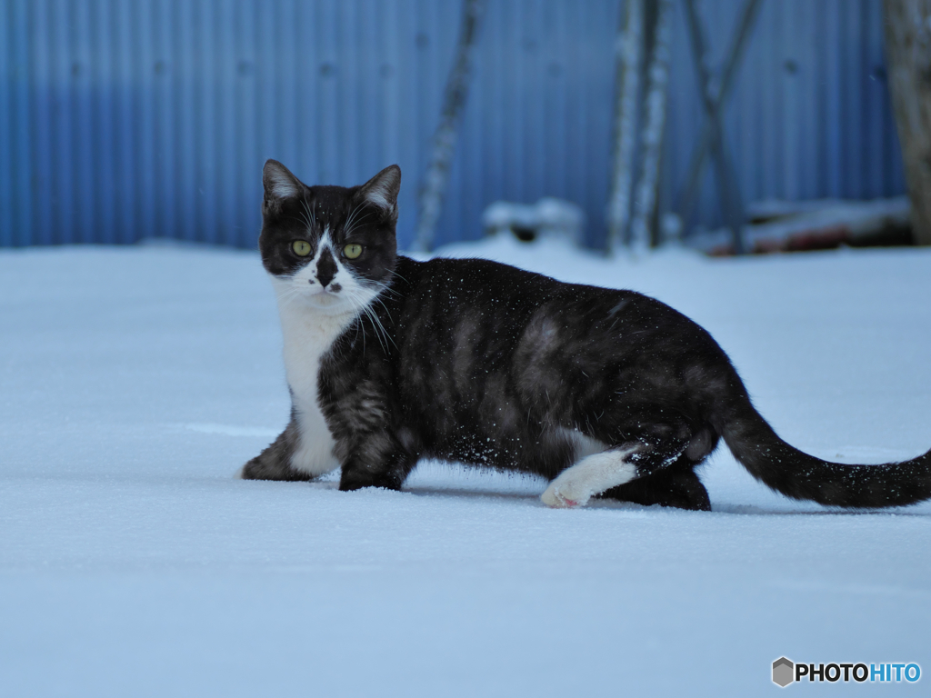 黒白ねこ