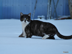 黒白ねこ