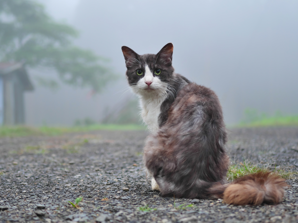 霧の黒白猫