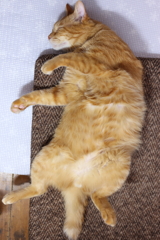 茶トラ猫