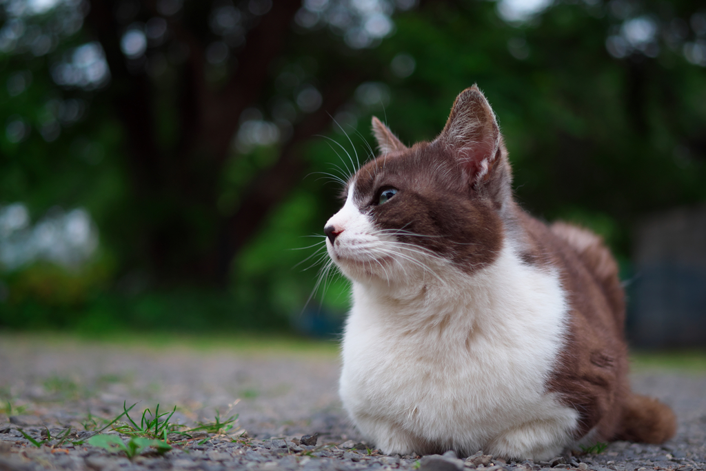 白黒猫