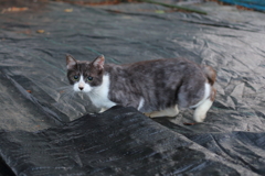 黒目猫