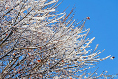 枝の雪